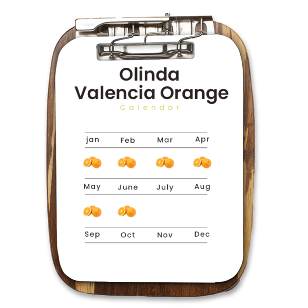 Olinda Valencia Orange - Image 2